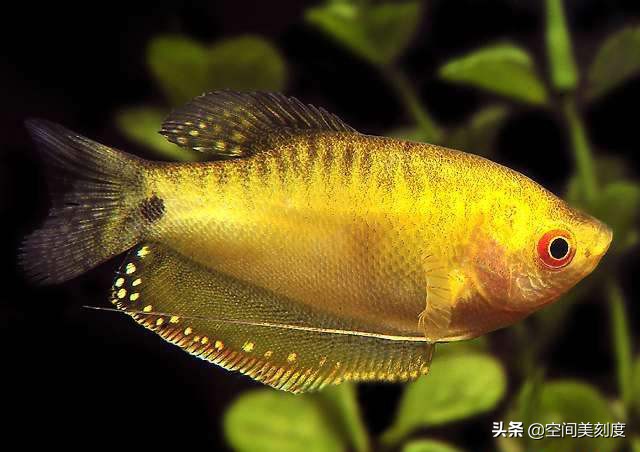 30种常见热带观赏鱼大型热带观赏鱼品种