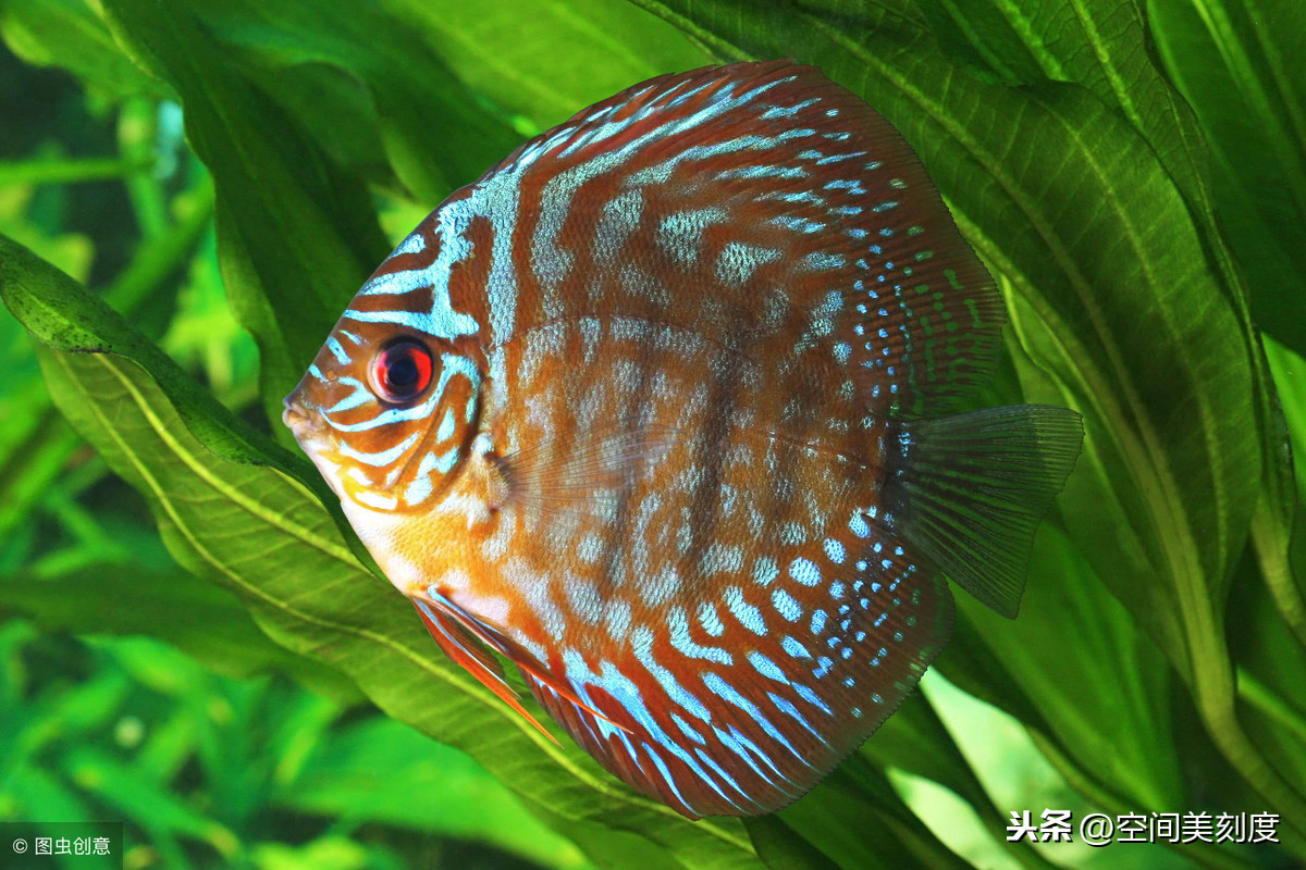 30种常见热带观赏鱼大型热带观赏鱼品种