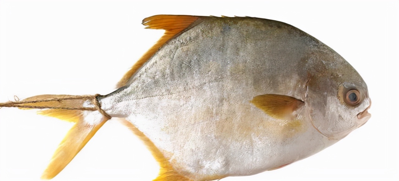 金鲳鱼鱼刺分布图图片
