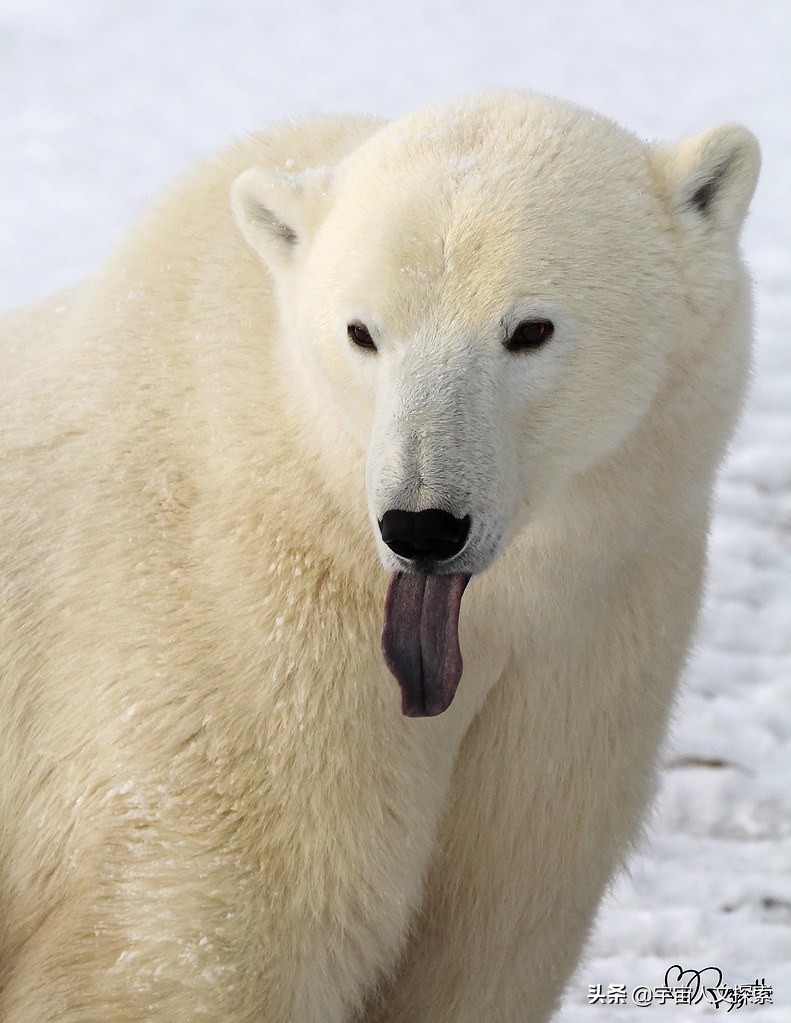 北极熊的皮肤是什么颜色（细说北极熊的毛和皮）