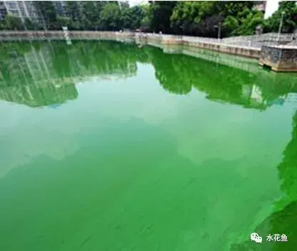 蓝藻水华产生的原因及其危害（一文简析蓝藻暴发成因和处理方法）